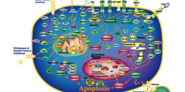 Apoptosis – Roadway to Pathogenesis and Treatment