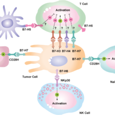 New B7 Family Immune Checkpoint Proteins