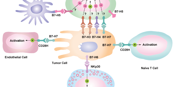 New B7 Family Immune Checkpoint Proteins