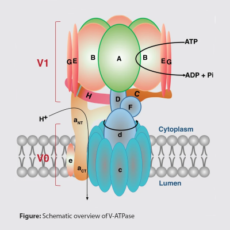 Bafilomycin A1 – Potent V-ATPase Inhibitor