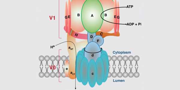 Bafilomycin A1 – Potent V-ATPase Inhibitor