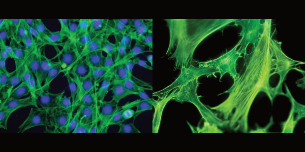 World First: Human Growth Factor Made From Fruit Flies for Life Science Applications Shows High Performance