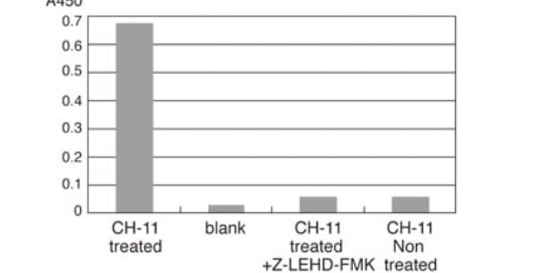 Caspase Activity: Essential for Apoptosis