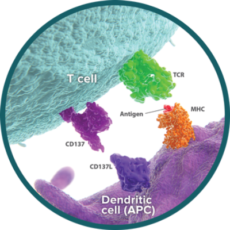 CD137 – CD137L Pathway