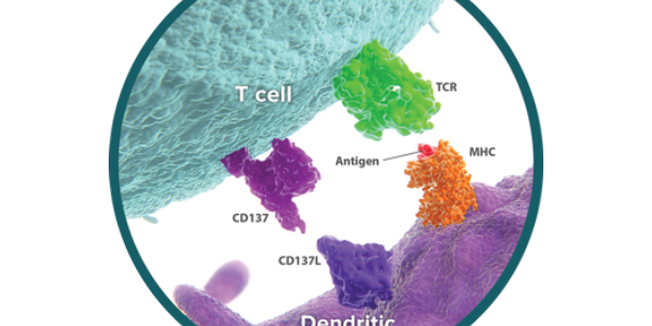 CD137 – CD137L Pathway