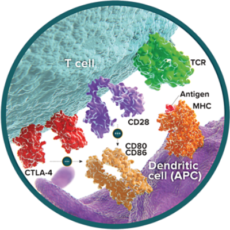 CTLA-4 [CD152] – CD80 – CD86 – CD28 Network