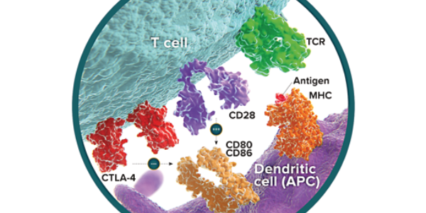 CTLA-4 [CD152] – CD80 – CD86 – CD28 Network