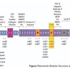 Cellular Fibronectin (EDA) in Tumour Progression and Inflammation