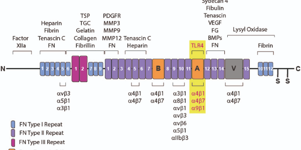Cellular Fibronectin (EDA) in Tumour Progression and Inflammation