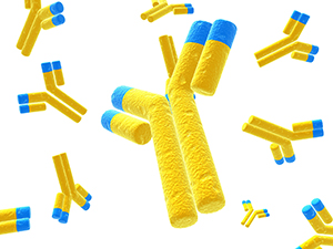 Why should you use Isotype Control Antibodies – MBL