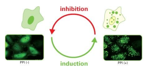 Visualising Protein-Protein Interaction with FLUOPPI Technology