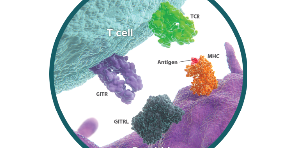 GITR – GITRL Pathway