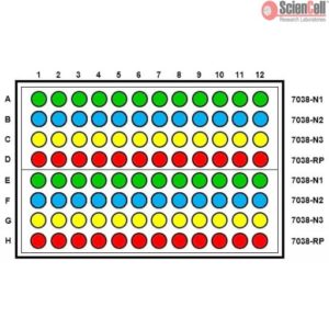 Sciencell SARS-Cov-2 Coronavirus Real-time RT-PCR Plate Layout