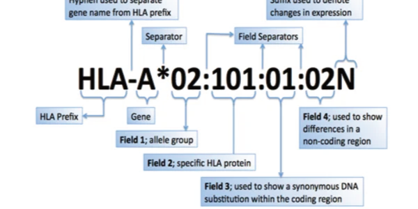 Correlation Between HLA Typing and Immune Monitoring in Human Disease