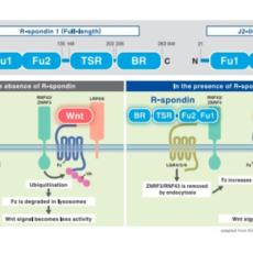 New Innovative Product: Human R-spondin 1: Organoid Culture