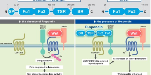 New Innovative Product: Human R-spondin 1: Organoid Culture