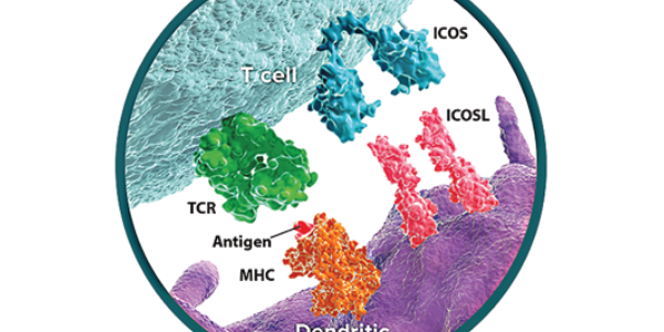 ICOS [CD278] – ICOSL [CD275] Pathway