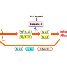 Explore the Limitless Potential of IL-18