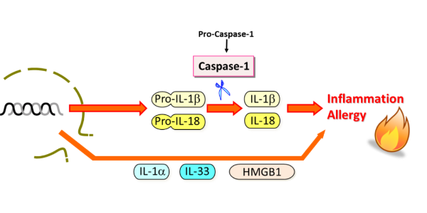 Explore the Limitless Potential of IL-18