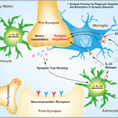 Interleukin-33 (IL-33) – A Potent Activator of Type 2 Immune Responses