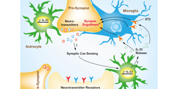 Interleukin-33 (IL-33) – A Potent Activator of Type 2 Immune Responses