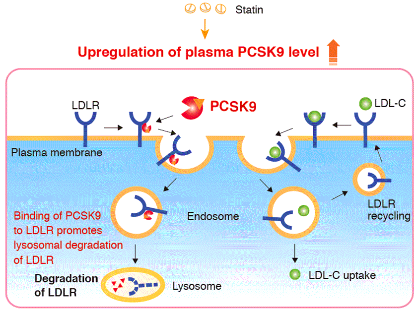 Ингибиторы белка pcsk9. Ингибиторы pcsk9 механизм. Ингибиторы pcsk9 механизм действия. Ингибиторы pcsk9