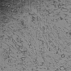 StemBioSys CELLvo™ Human Atrial iPS-Cardiomyocytes