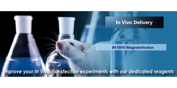 In Vivo Transfection Experiment Reagents