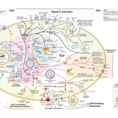 Inflammasomes − Caspase-1 Activation Scaffolds