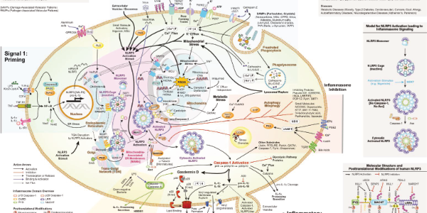 Inflammasomes − Caspase-1 Activation Scaffolds