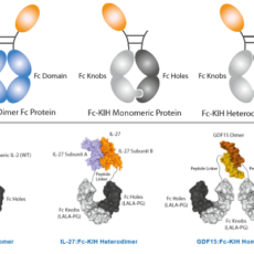 InVivoKines™ – Proteins with Enhanced Activity & Stability for InVivo Research