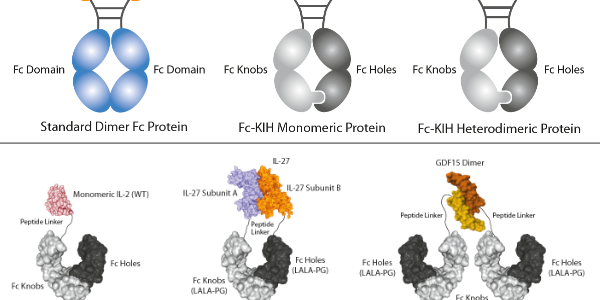 InVivoKines™ – Proteins with Enhanced Activity & Stability for InVivo Research