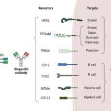 Bispecific T-Cell Engaging (BiTE) Antibodies: A Promising Cancer Therapy