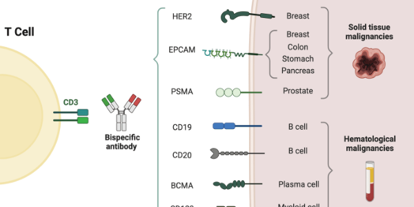 Bispecific T-Cell Engaging (BiTE) Antibodies: A Promising Cancer Therapy