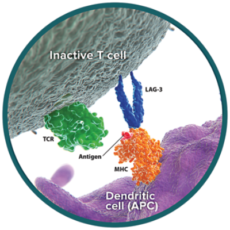 LAG-3 – Major Histocompatibility Complex (MHC) – T Cell Receptor (TCR) Pathway