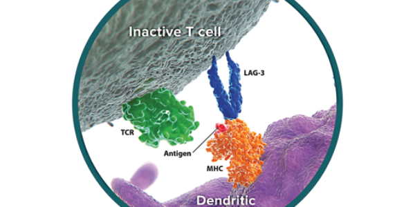 LAG-3 – Major Histocompatibility Complex (MHC) – T Cell Receptor (TCR) Pathway