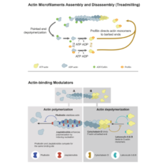 Latrunculin A & B – Potent Actin Polymerisation Inhibitors