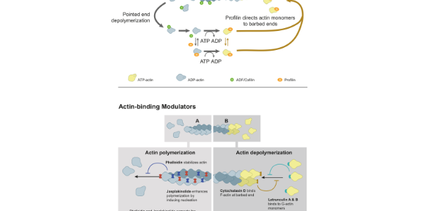 Latrunculin A & B – Potent Actin Polymerisation Inhibitors