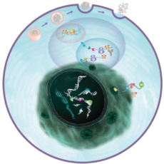Advancements in the understanding of m7G Modification
