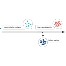 Rapid and Reliable Custom Tetramer Generation for T-Cell Staining