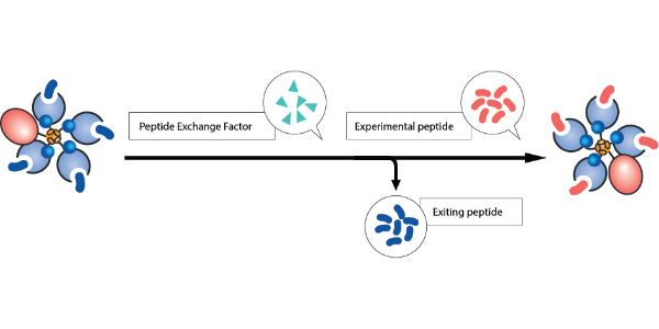 Streamline the detection of CD4 T cells with QuickSwitch™ Class II Quant Tetramer Kits