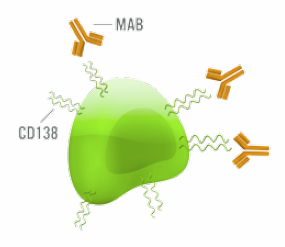 Membrane-bound CD138 detection