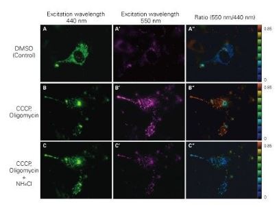 Mitochondrial targeting-mKeima-Red for mitophagy detection