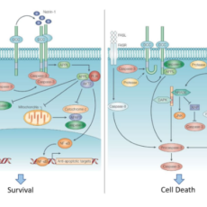 Netrin-1 – Neuron Guidance Factor Involved in iPS Regulation and Tumourigenesis