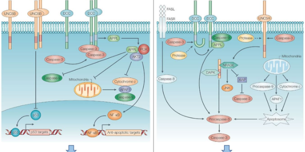 Netrin-1 – Neuron Guidance Factor Involved in iPS Regulation and Tumourigenesis