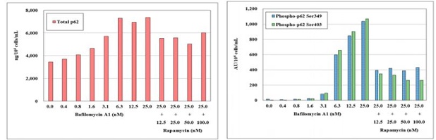 Total p62 and phospho-p62 levels in HeLa cells