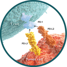 PD-1 [CD279]/PD-L1 [CD274] Pathway