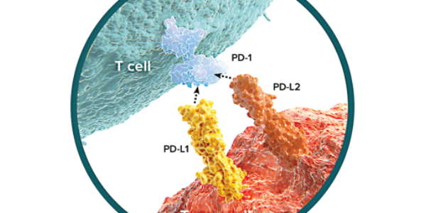 PD-1 [CD279]/PD-L1 [CD274] Pathway