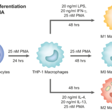 PMA – Standard Reagent for THP1 Cell Differentiation