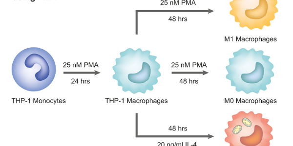 PMA – Standard Reagent for THP1 Cell Differentiation